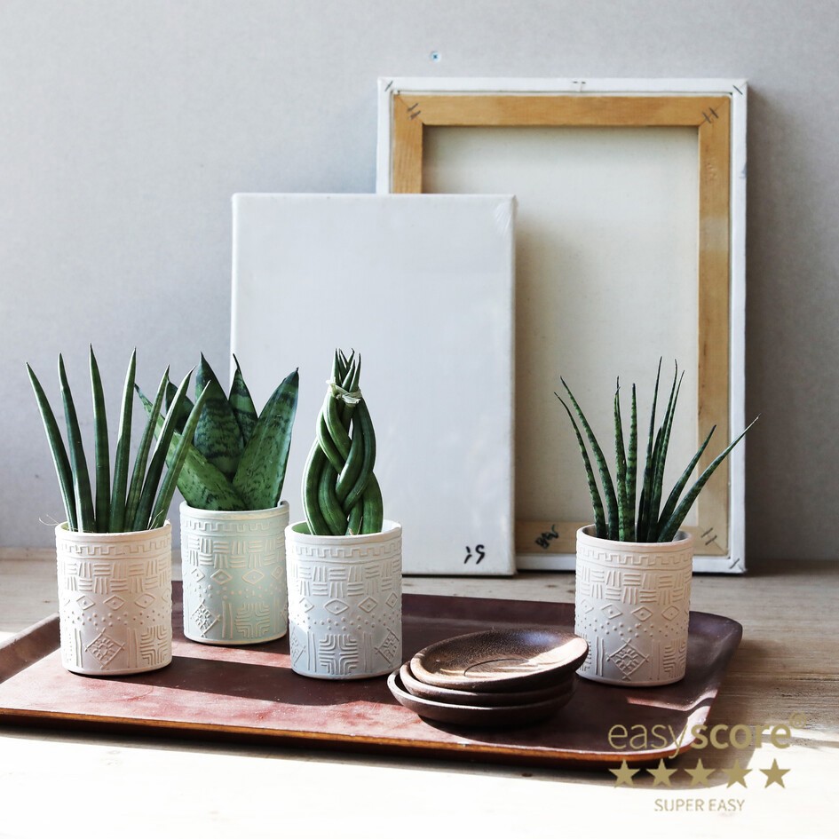 SANSEVERIA 30613000 Maya 8, D 6