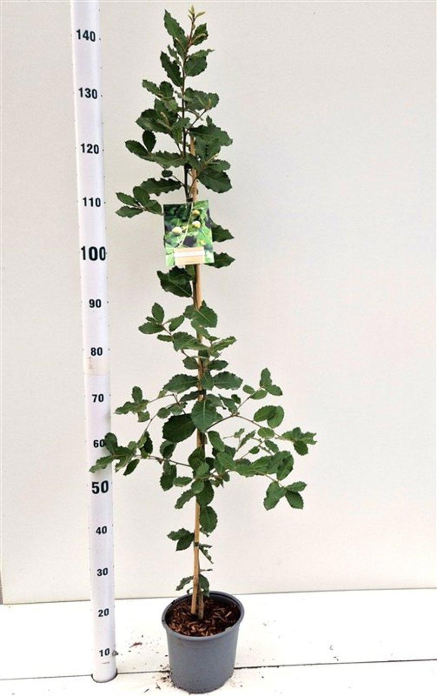 Quercus Ilex - spil gestokt, D 19 cm