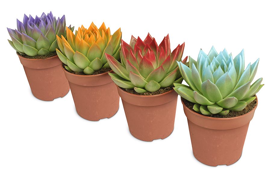 Miranda coloured festival mix, D 12