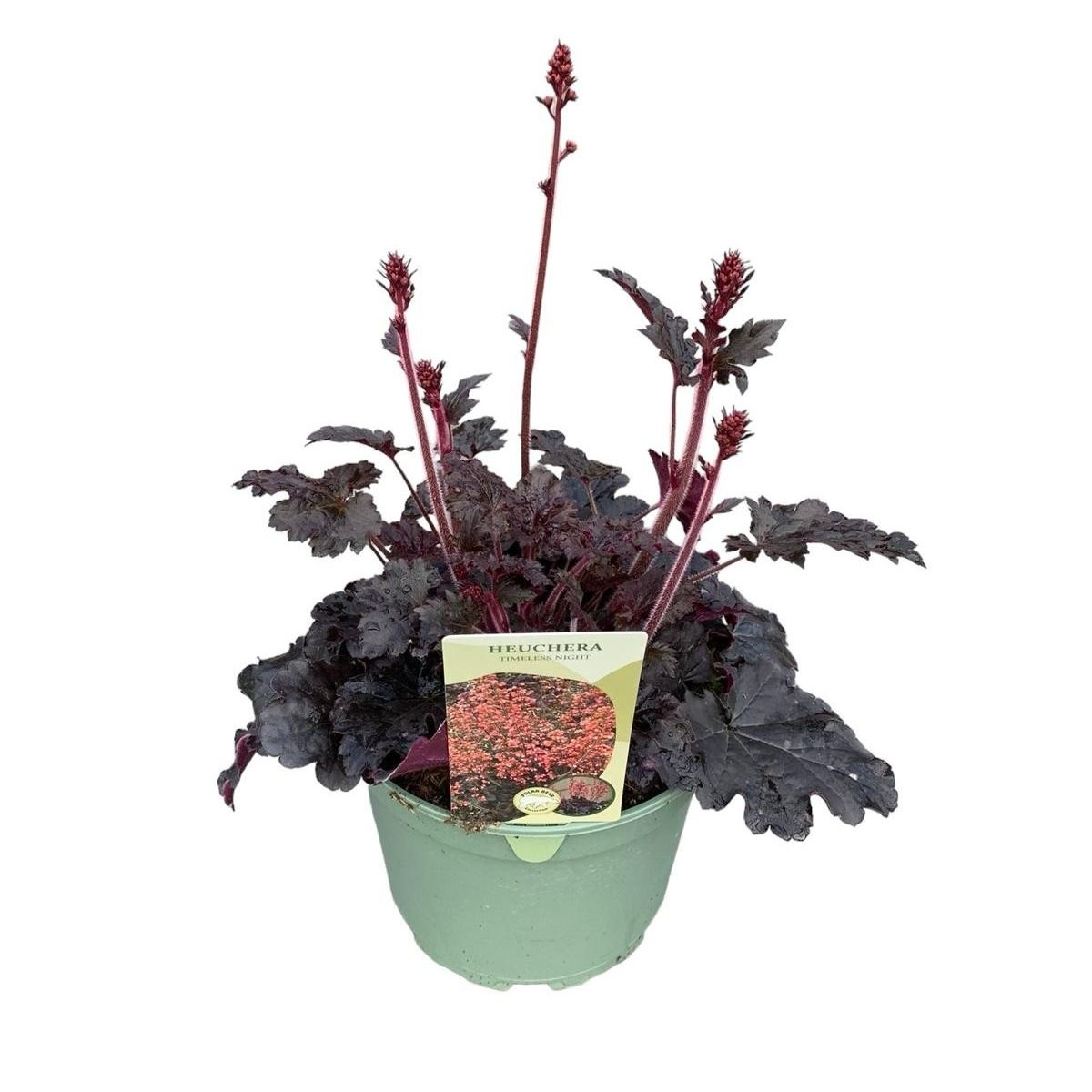 Heuchera 'Timeless Night', D 19