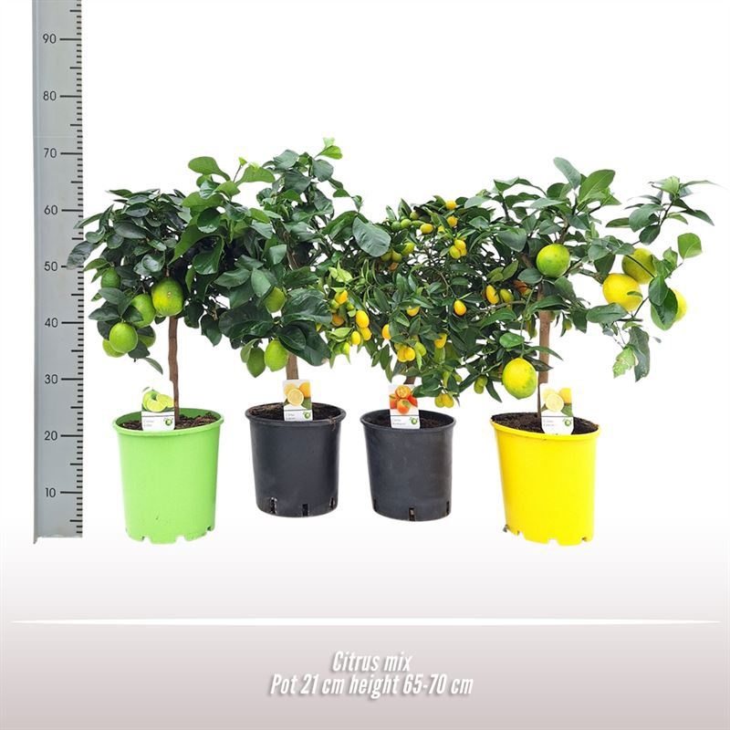 Citrus Mix, D 21