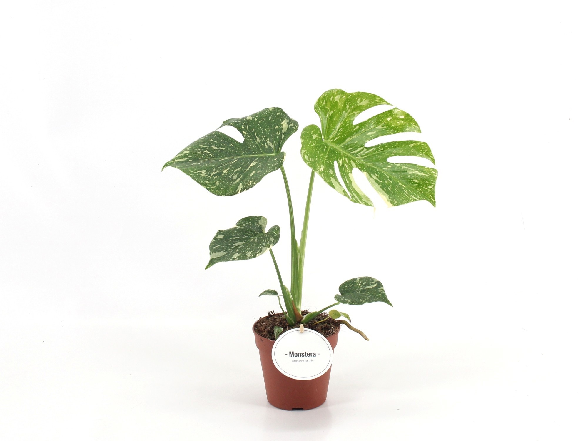 Monstera Thai Constellation, D 12