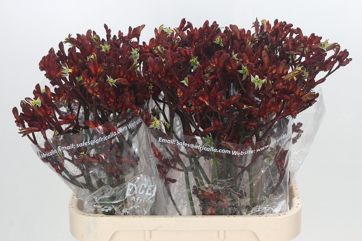 Анигозантус Эрли Спринг 80 (красн.), шт.