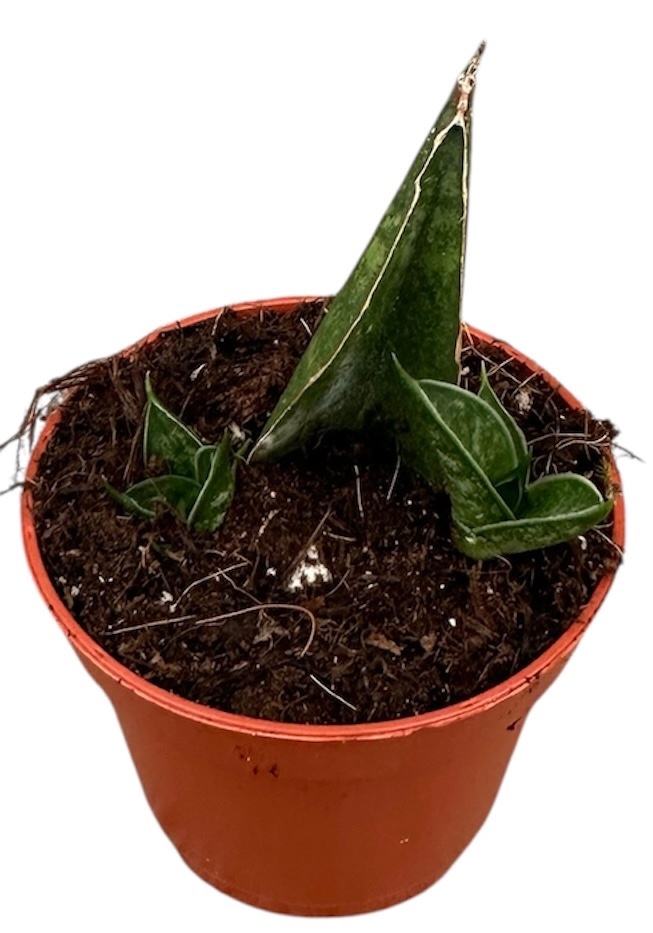 Sansevieria Table Mountain, D 6 cm Sansevieria Table Mountain, D 6 cm