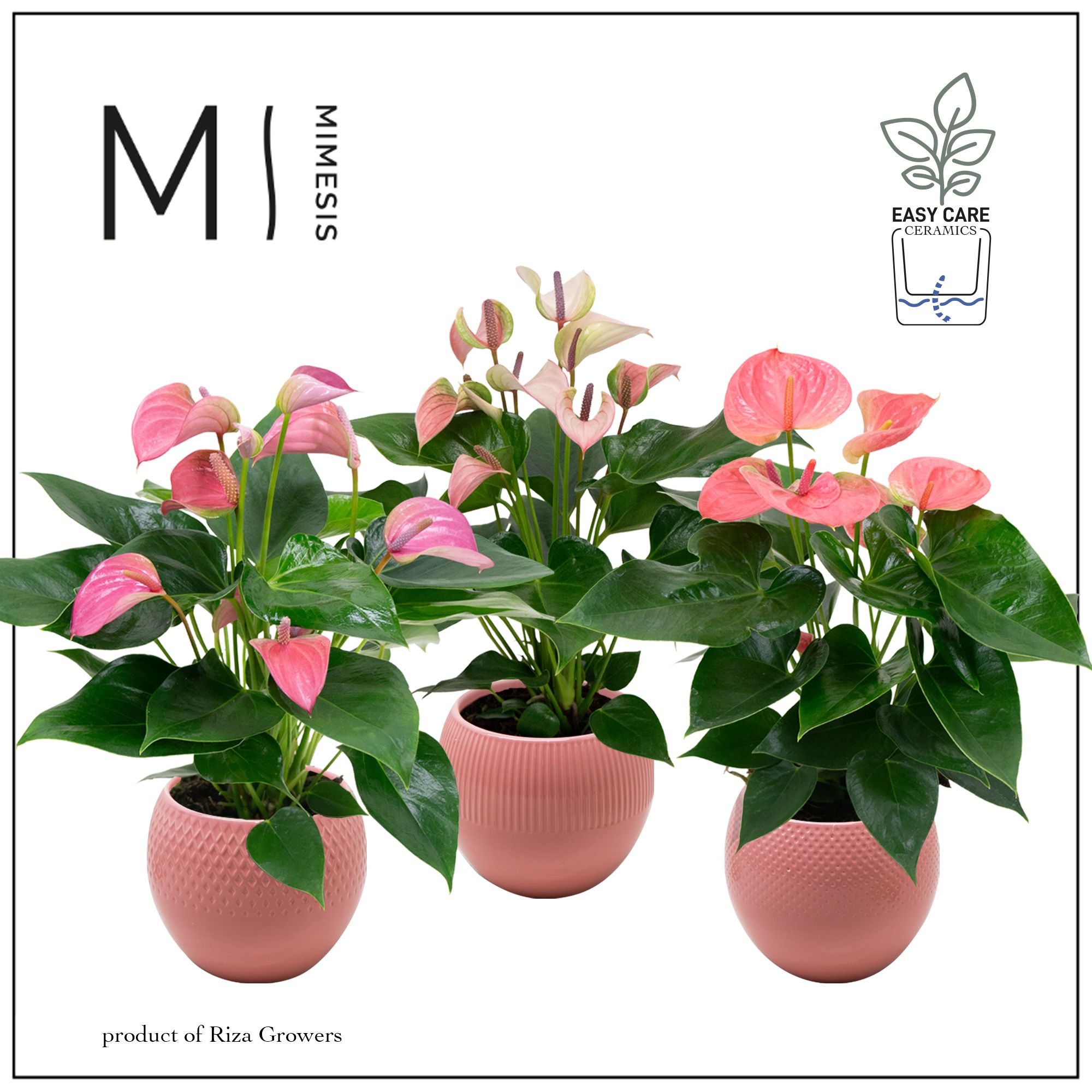 Mimesis Anthurium KARMA Pink Mix - Bolivia Pink, D 12