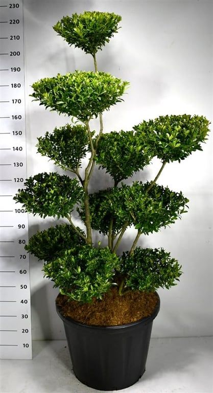 Ilex maximowicziana kanehirae, D 60