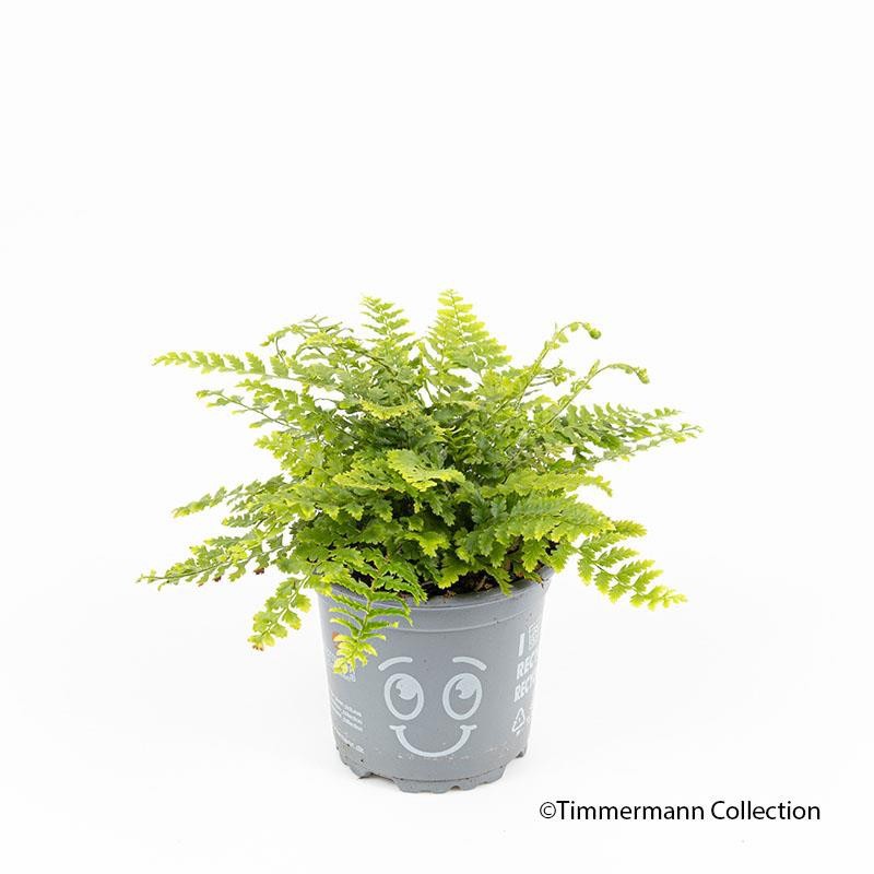 DRYOPTERIS AFFINIS Crispa, D 11 cm