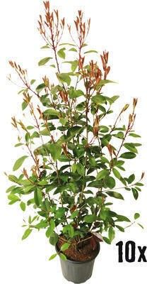 Photinia fraseri 'Red robin', D 25