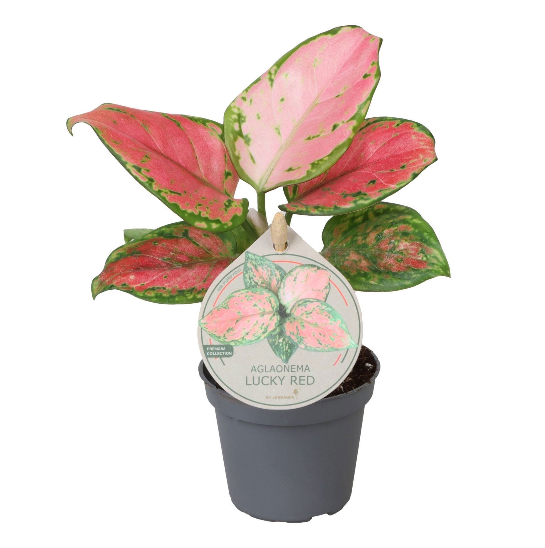 Aglaonema Lucky Red W. Label 6 cm, D 6
