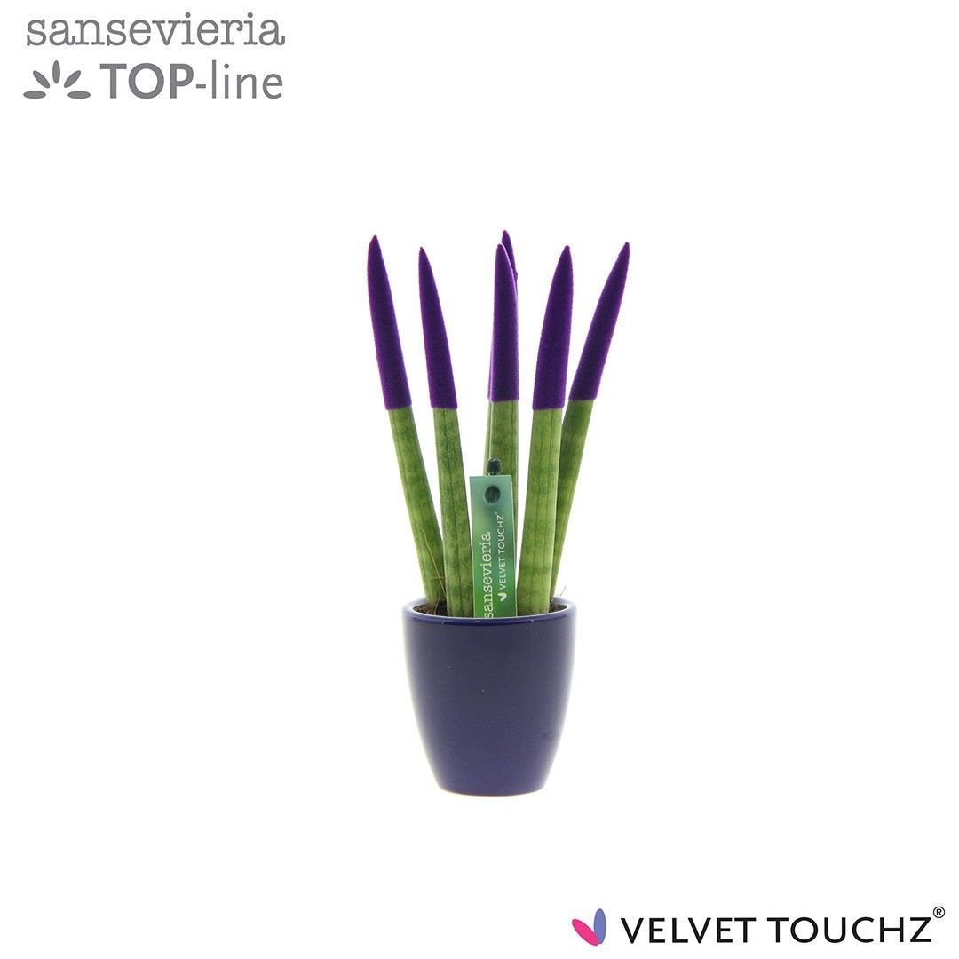 Sansevieria VELVET TOUCHZ® Paars in keramiek Osaka, D 6