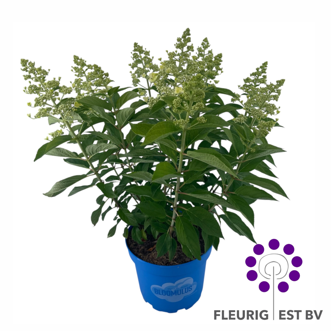Hydrangea Paniculata Bloomulus Cumulus 10+ P23, D 23