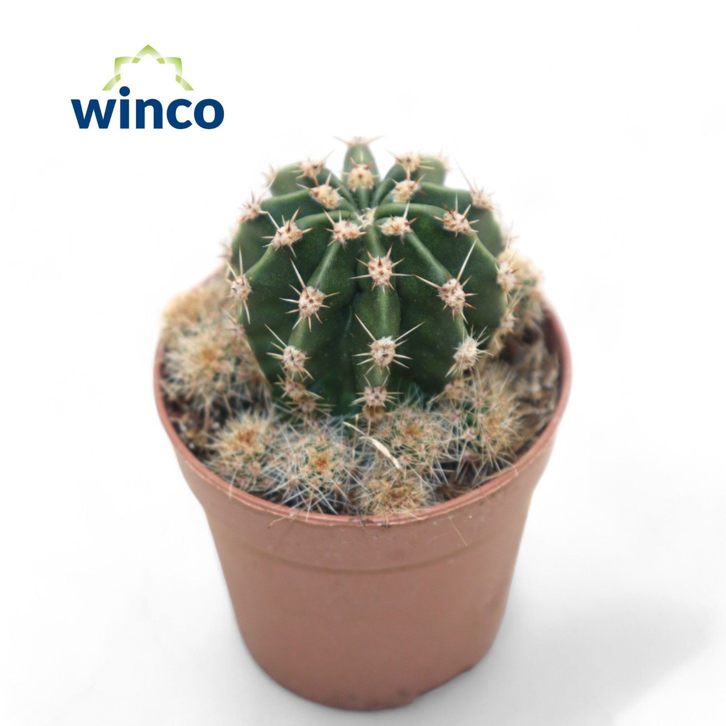 Echinopsis Eriesii, D 5,5