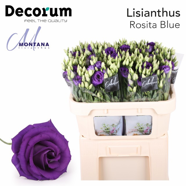 Эустома Розита Блю 70 (син.), шт.