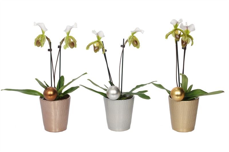 Zoe p12 dots mix luxury Paphiopedilum Leeanum 2bl, D 12