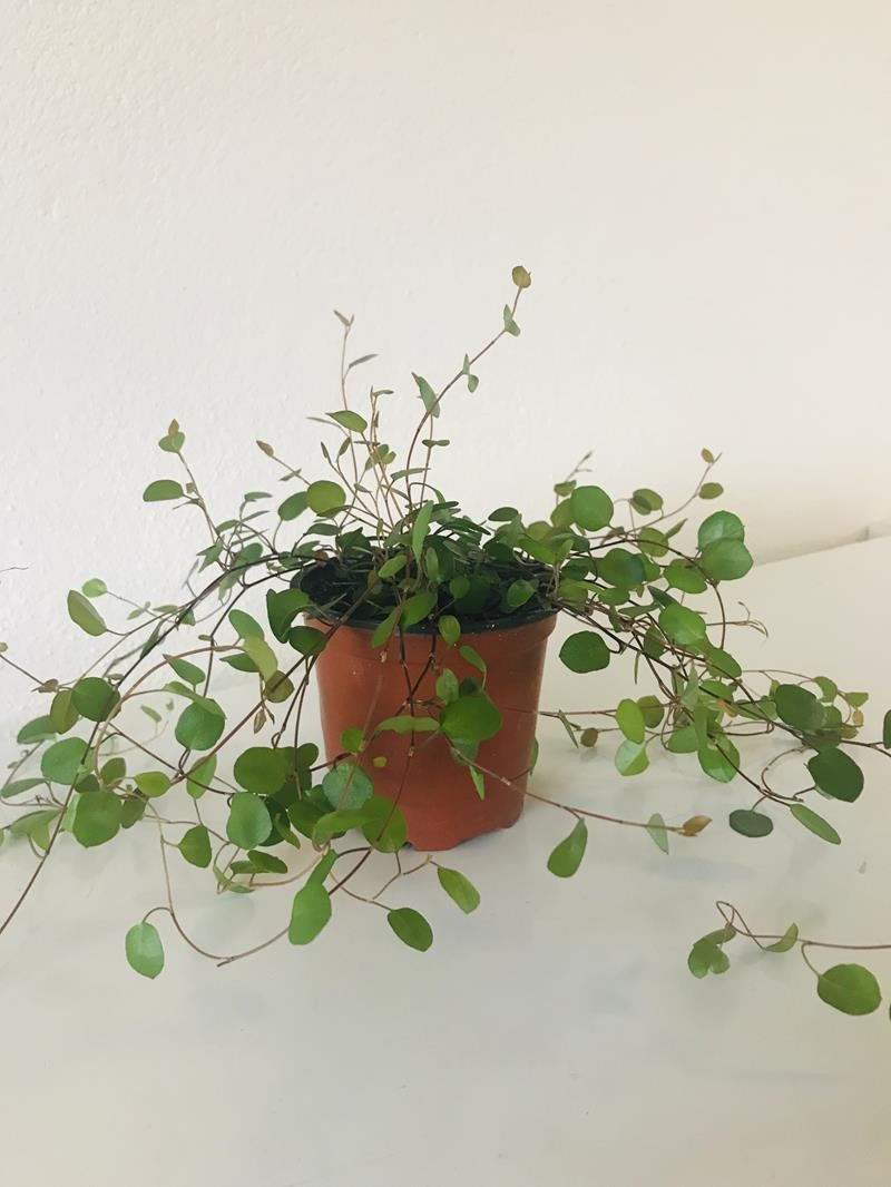 MUEHLENBECKIA COMPLEXA, D 9 cm MUEHLENBECKIA COMPLEXA, D 9 cm