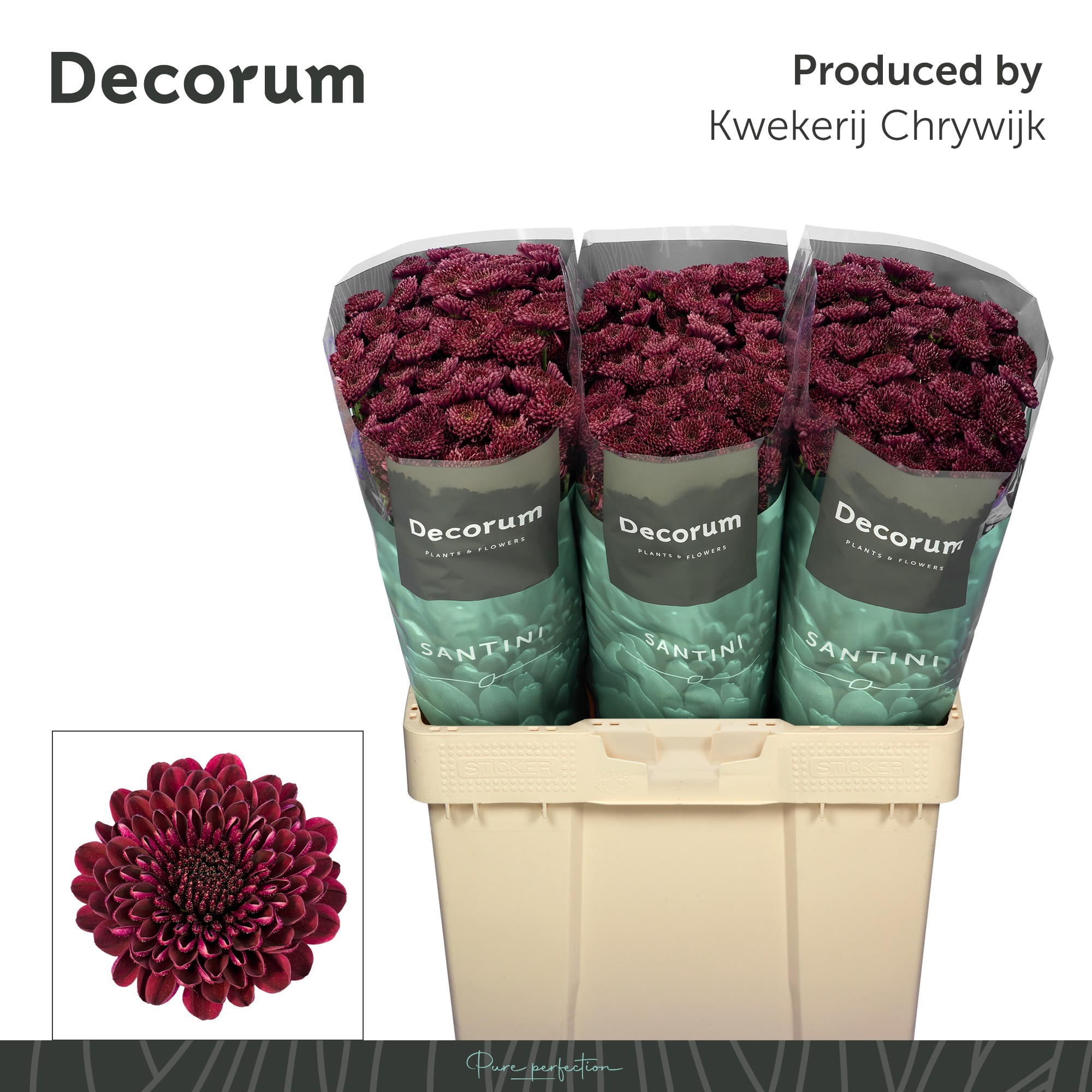 Сантини Джинда Рэд (бордо), шт.