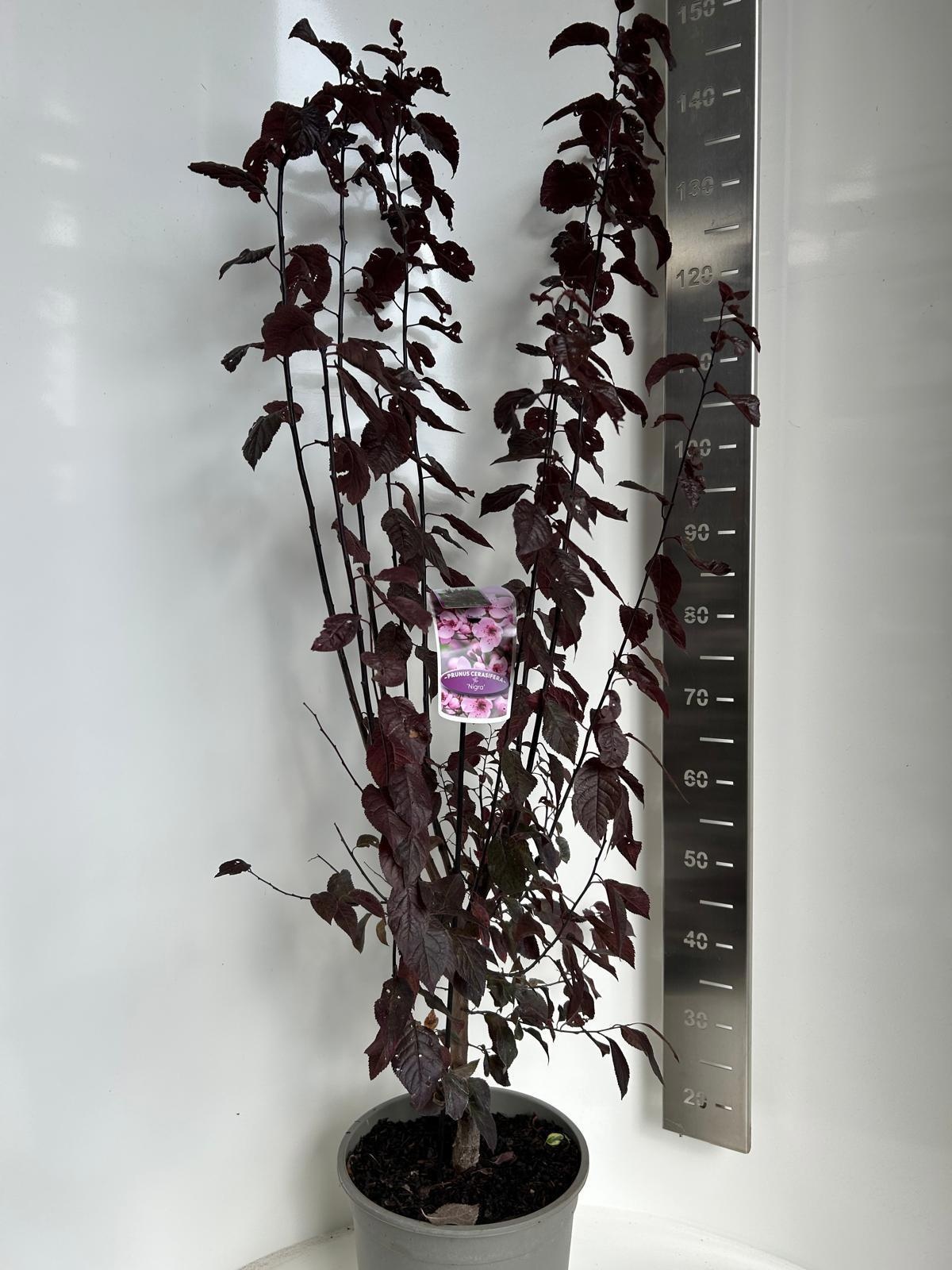 Prunus cerasifera 'Nigra', D 29 cm