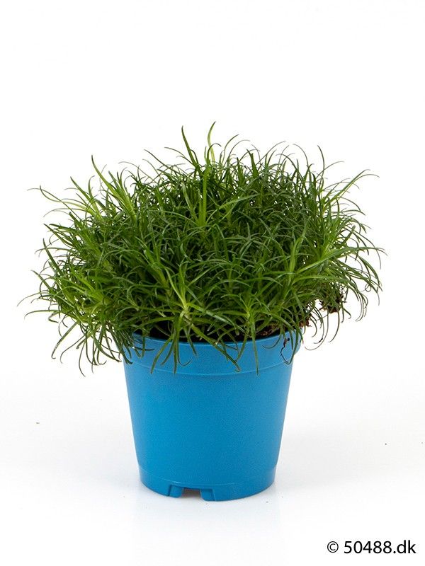 SAGINA PROCUMBENS, D 6