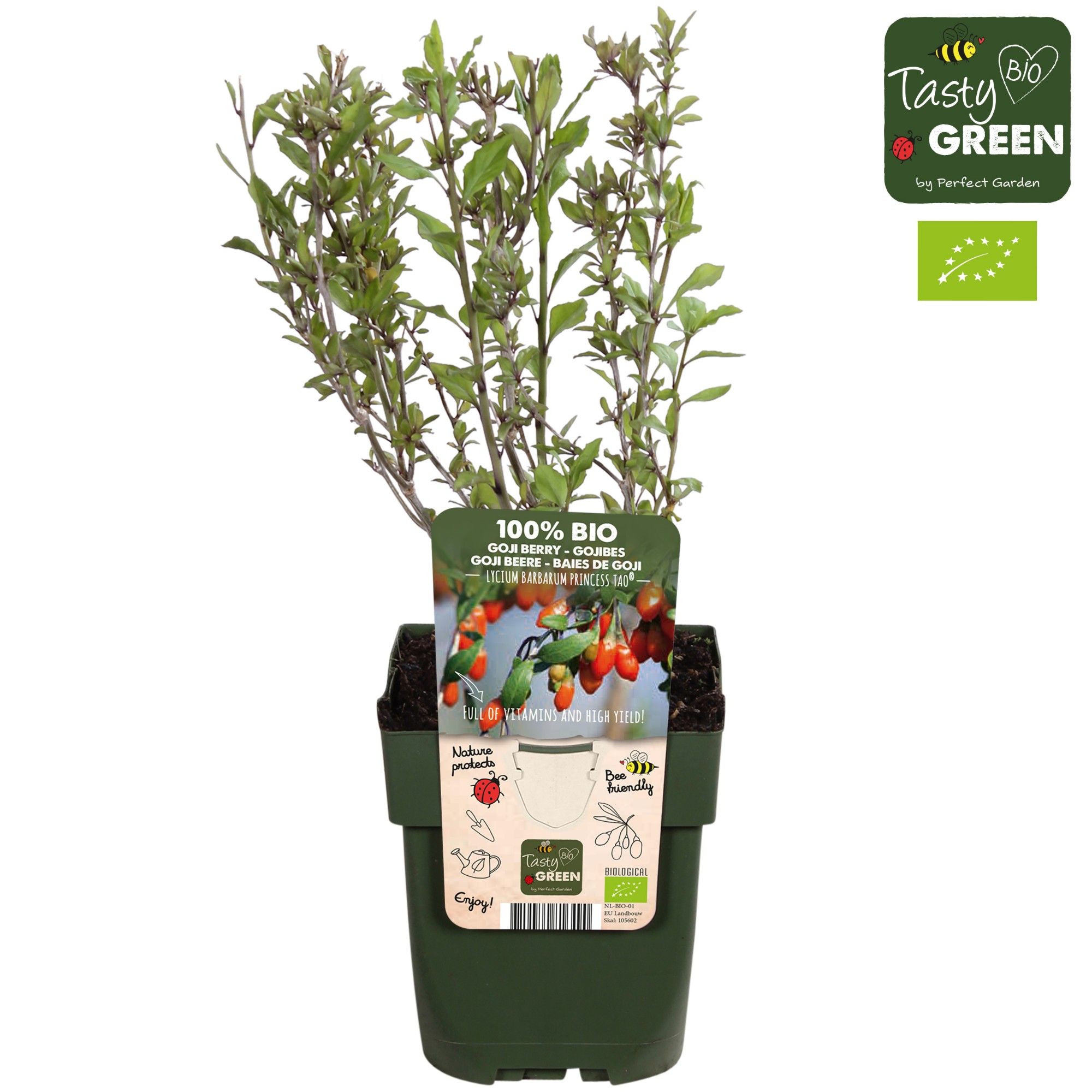 Lycium barbarum Princess Tao® Bio P13, D 13