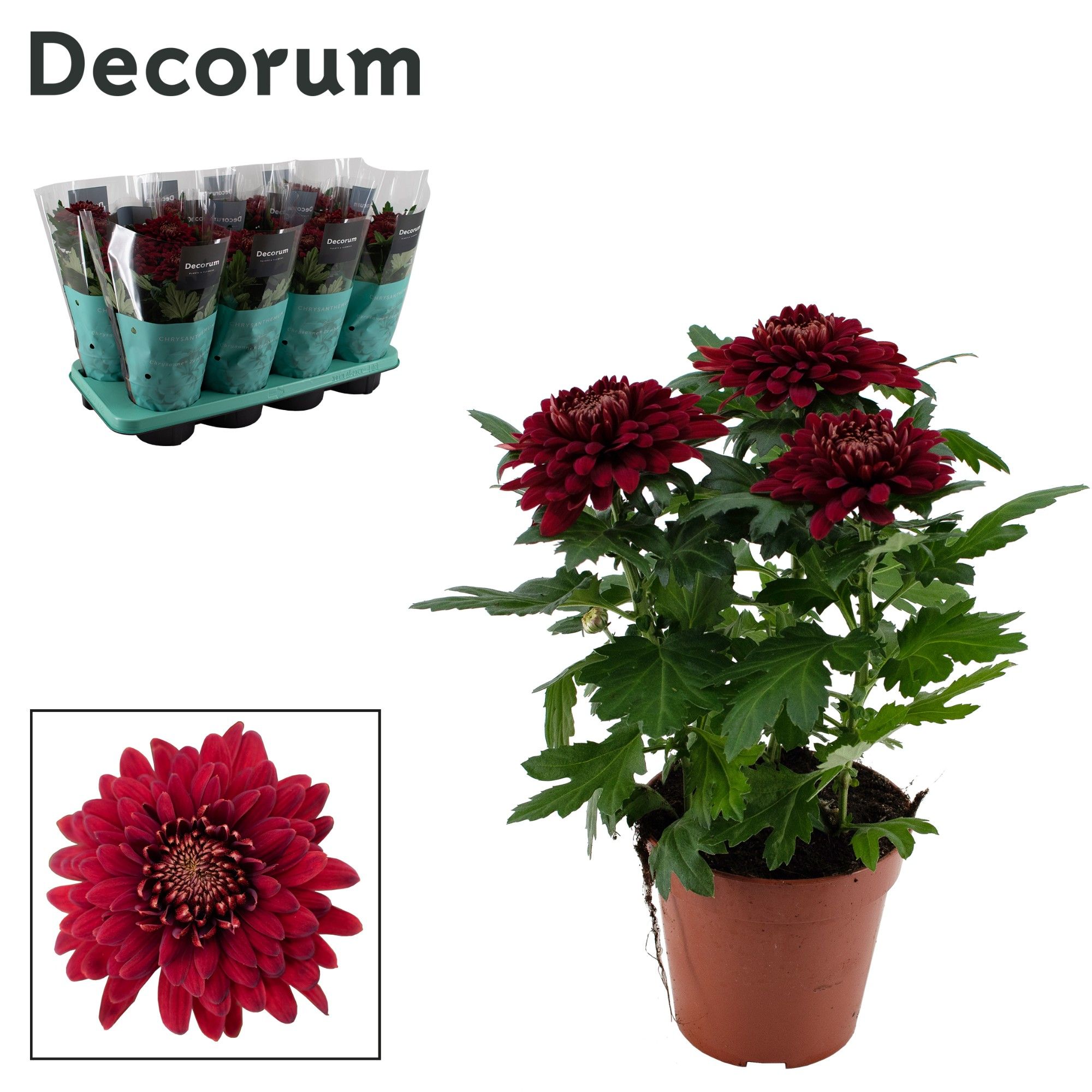 Decorum Chrysanne® Zembla Next Red, D 13