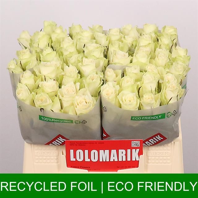 Роза од. Атена 35, шт.