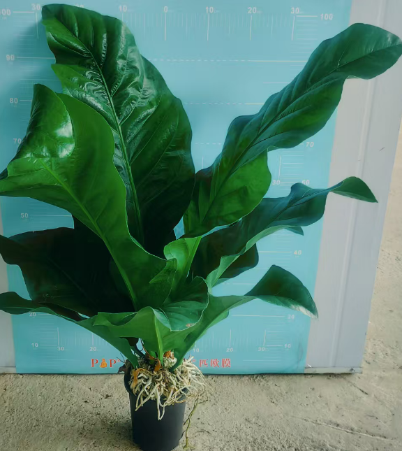 Антуриум Раинфорест Флауер Кандле 18 90-100 18 90