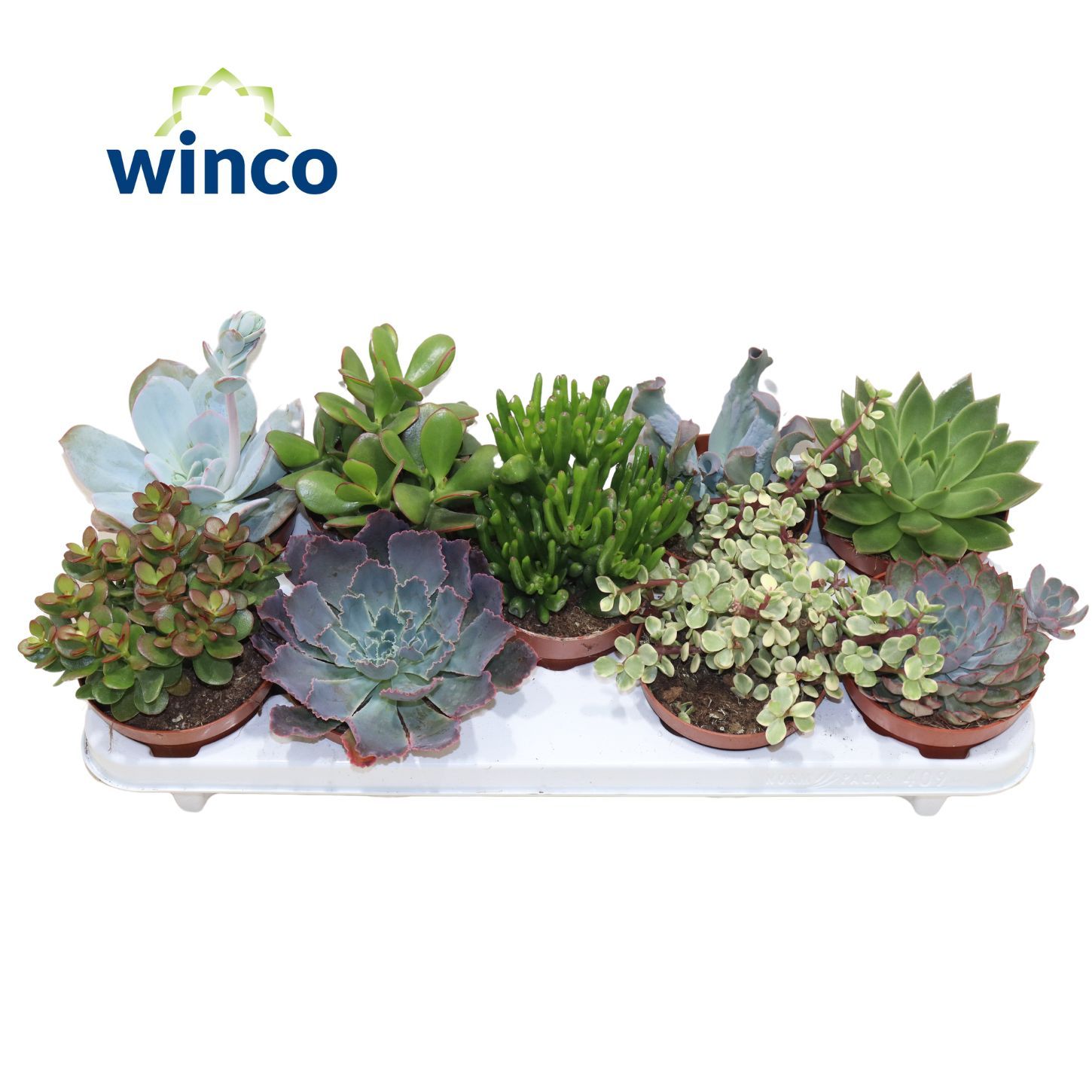 Succulenten Mix, D 12 cm