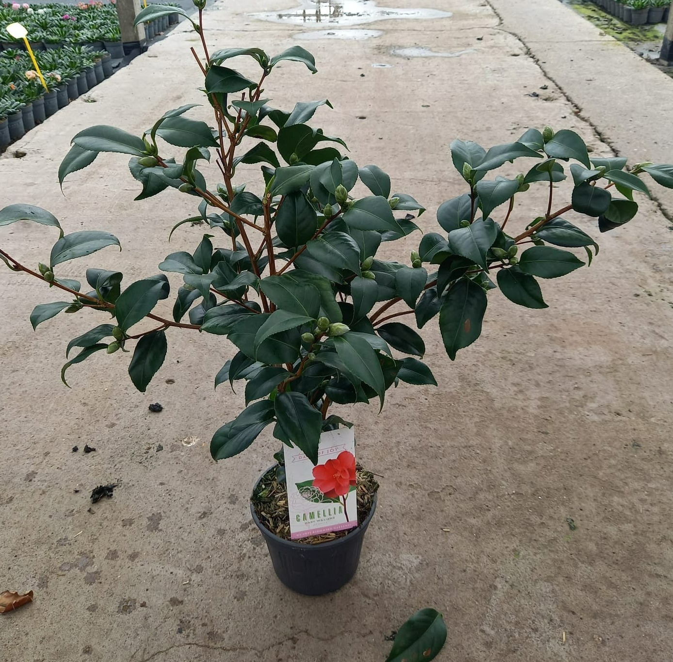 Camellia reticulata 'Mary Williams' 15 cm | 20+ knop, D 15