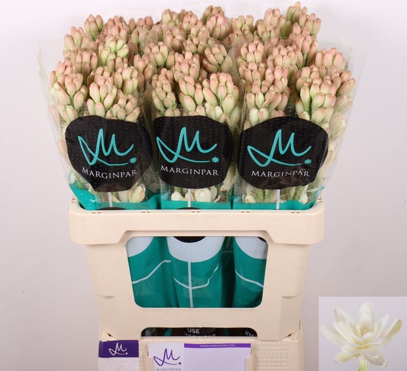 Полиантус Элви Айвори 60 (бел.), шт.