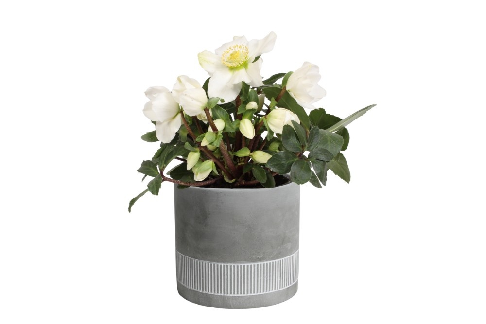 Helleborus n. Christmas carol in beton pot, D 12 cm