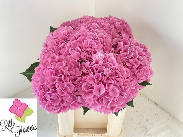 Гортензия Май Бьютифул Хэвен 50, шт.