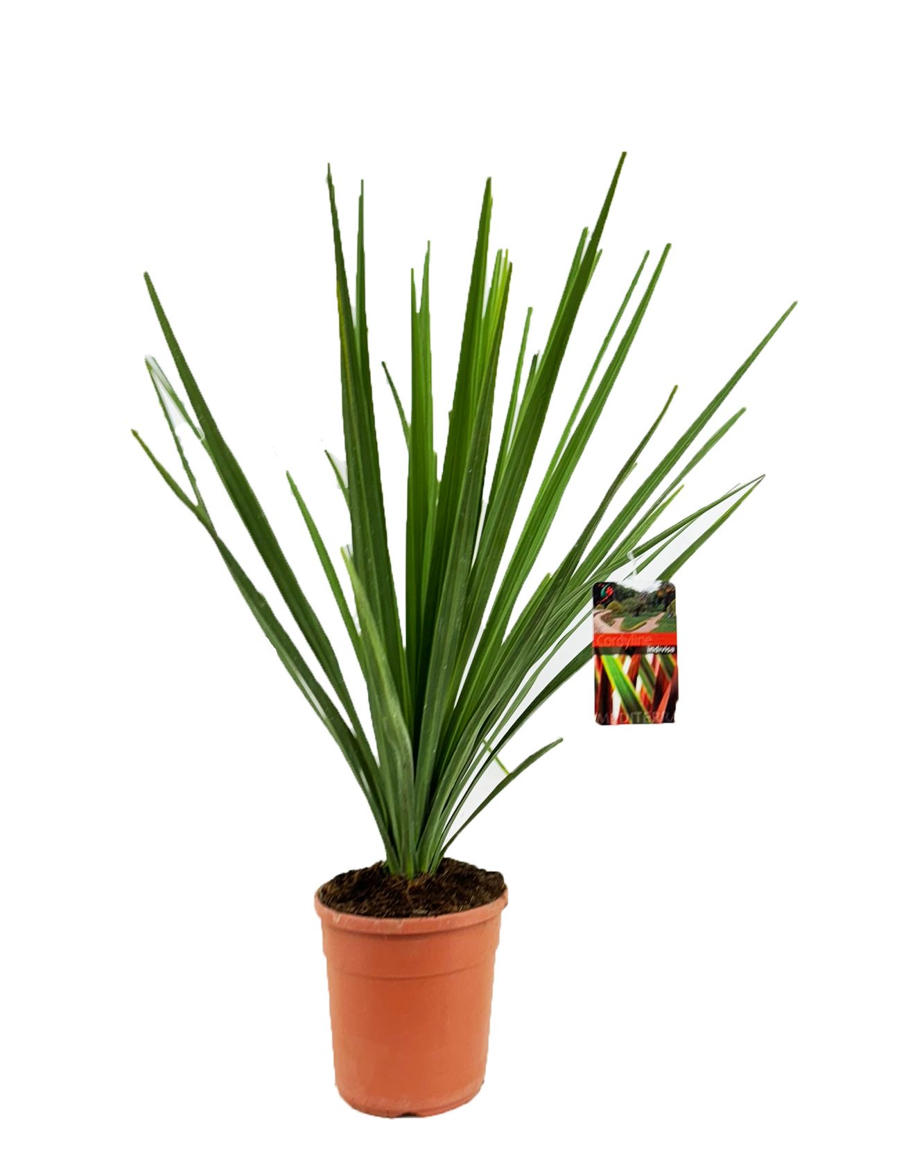 Cordyline indivisa, D 24