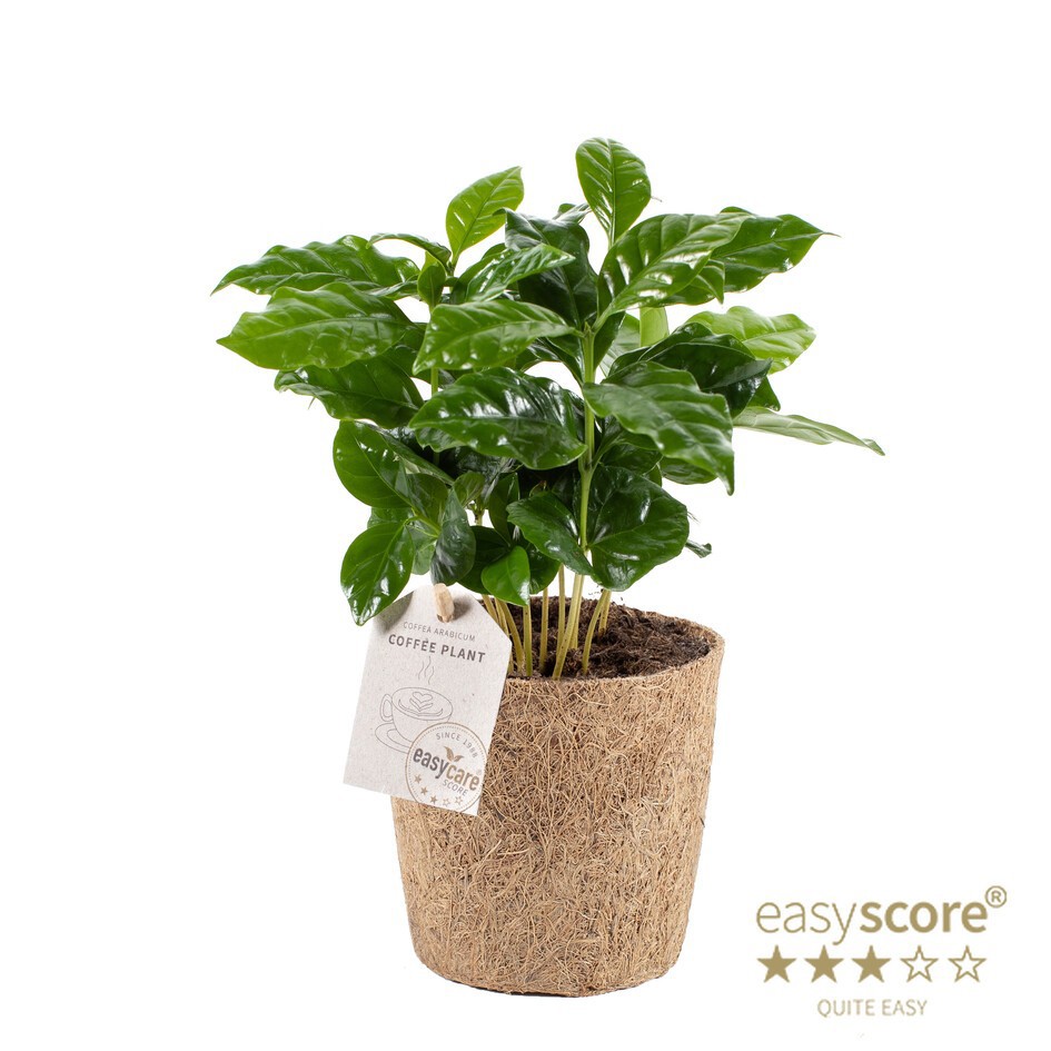 COFFEA ARABICA, D 11 cm