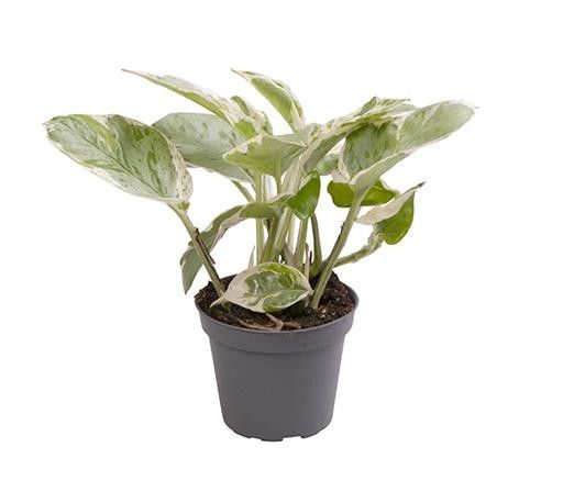 EPIPREMNUM AUREUM NJOY, D 6