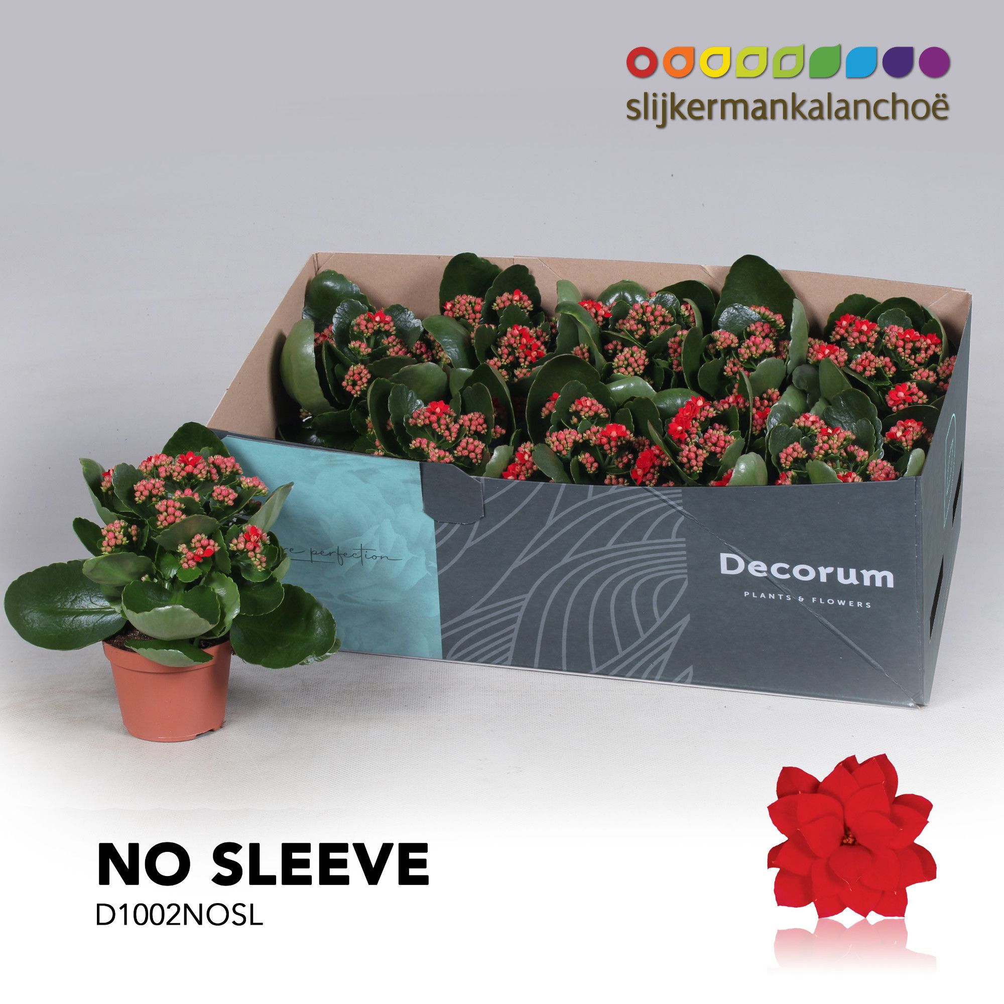 Kalanchoe No Sleeve - Red, D 10,5
