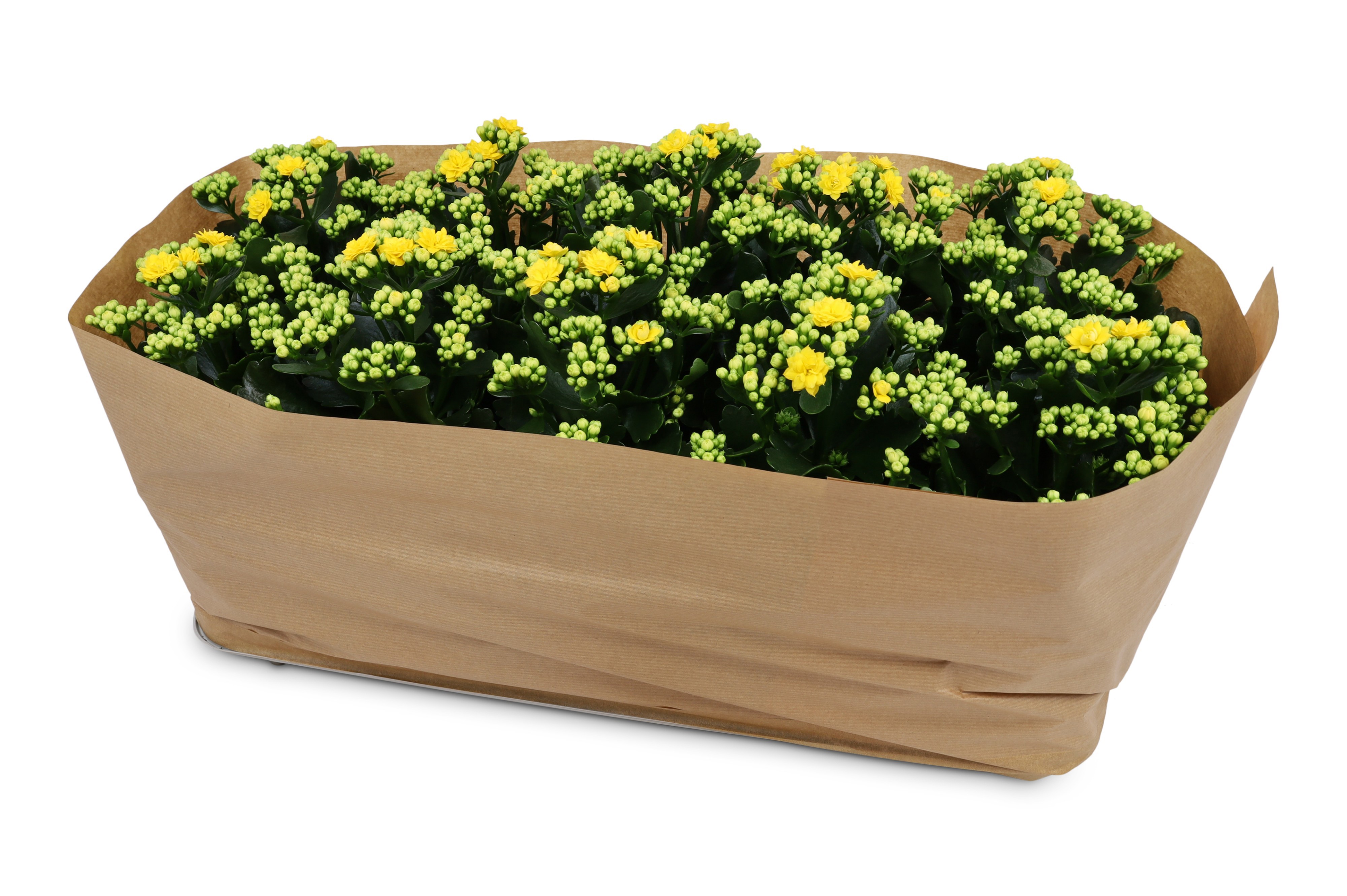 Kalanchoë Perfecta Yellow Kraag papier, D 12
