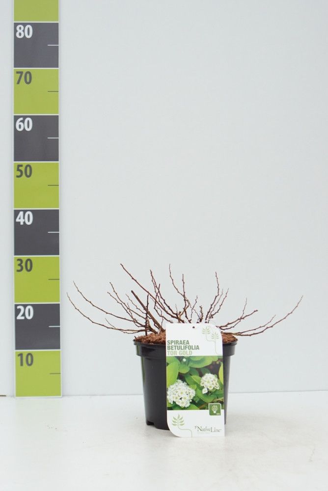 Spiraea betulifolia 'Tor Gold', D 19