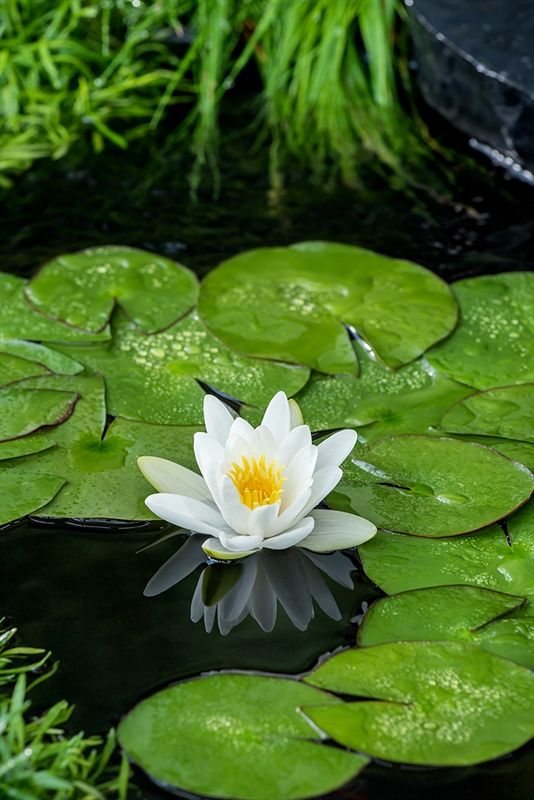 Nymphaea alba, D 11