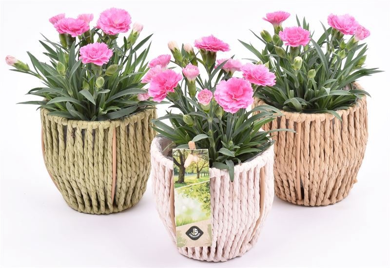 Touwmand kl.mix 10cm, D 10