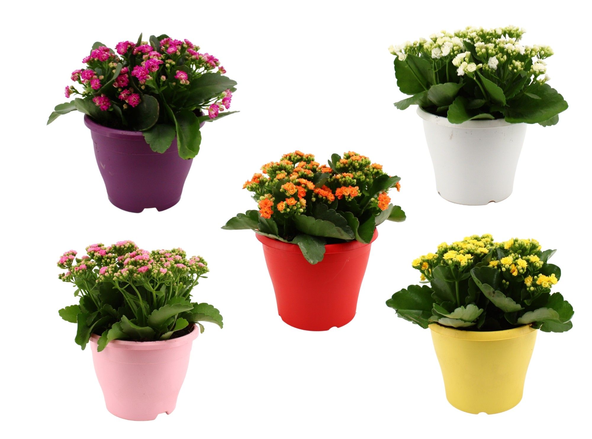 Hello Summer Kalanchoe Blossfeldiana in 19 cm Terras pot, D 19