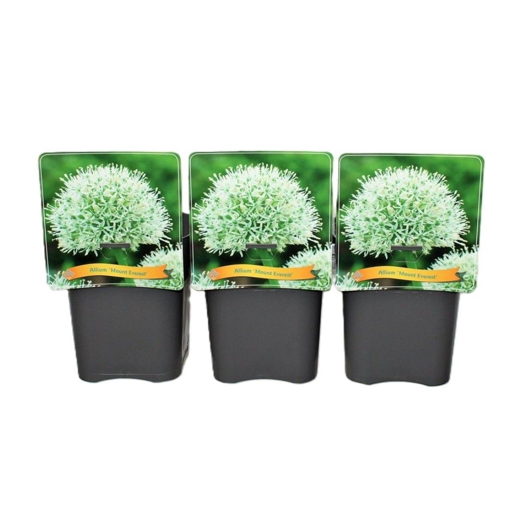 Allium 'Mount Everest'' C5, D 21