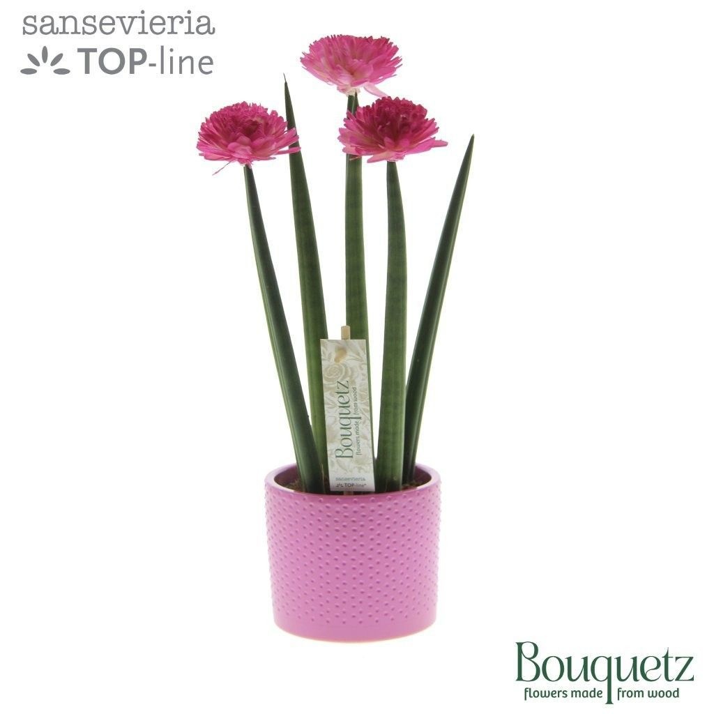 Sansevieria TOP-line Bouquetz Pink in Dots keramiek, D 8,5