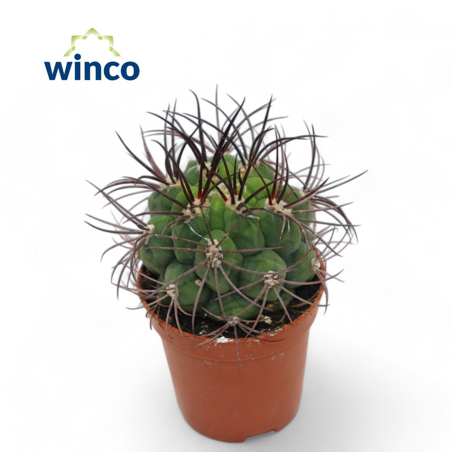 Gymnocalycium Saglyonis, D 5,5 cm