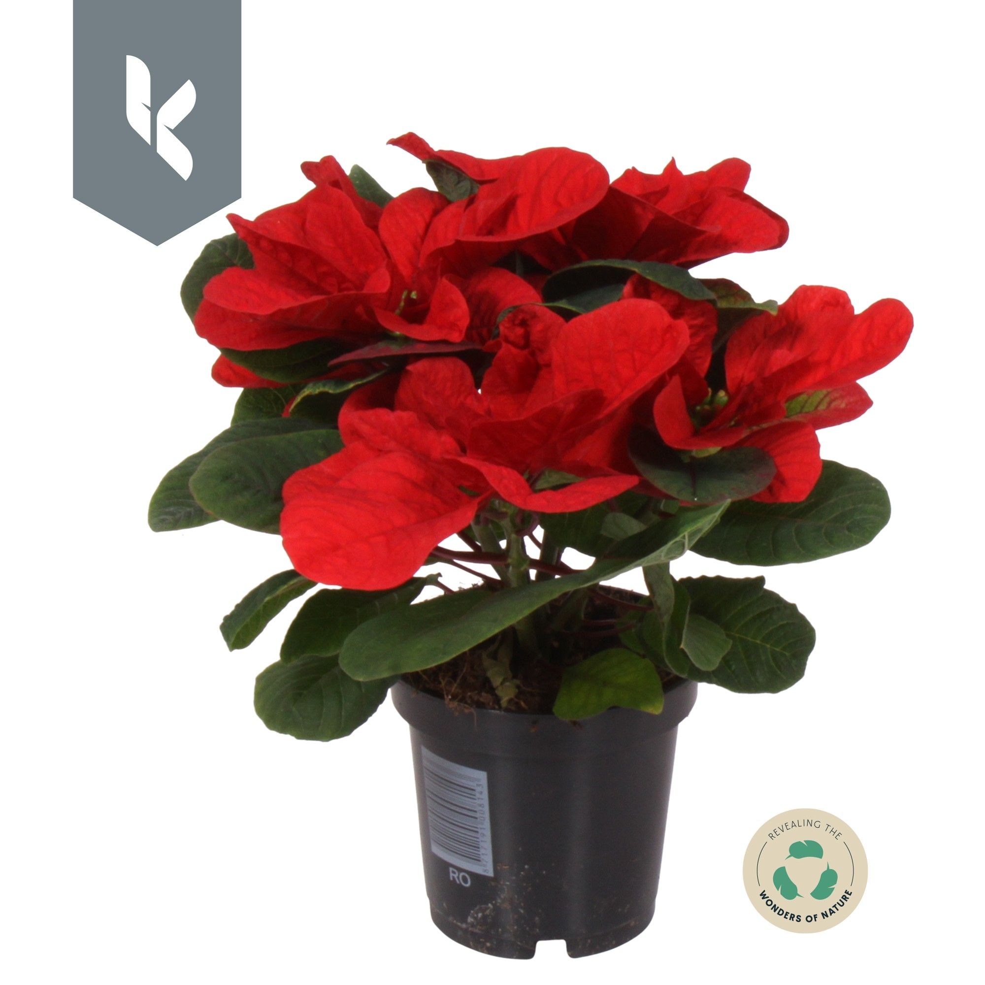 Poinsettia Christmas Mouse, D 10,5 cm
