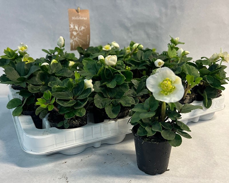 HELLEBORUS NIGER, D 7 cm HELLEBORUS NIGER, D 7 cm