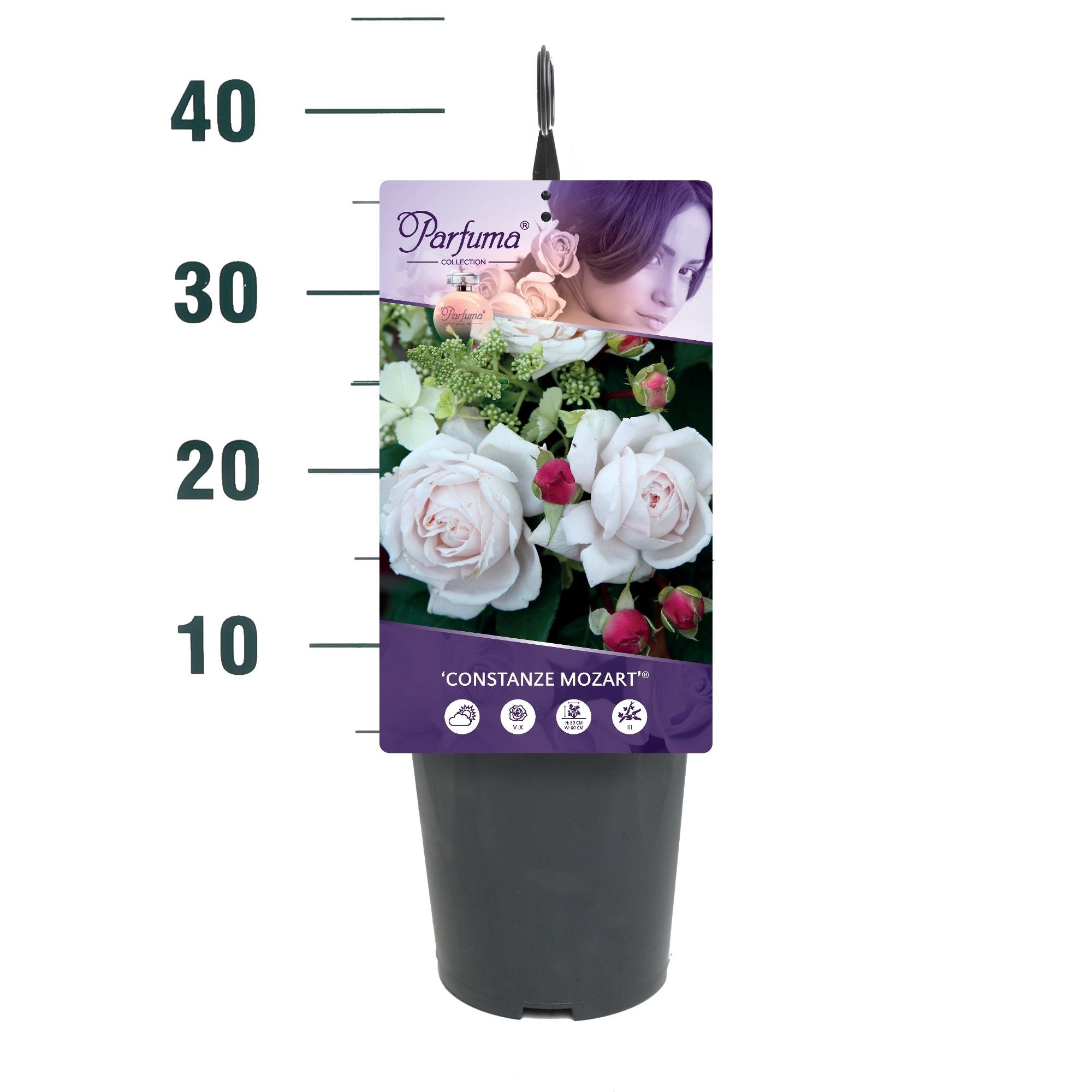 Rosa 'Constanze Mozart' - Struik - C3rp - Parfuma, D 19