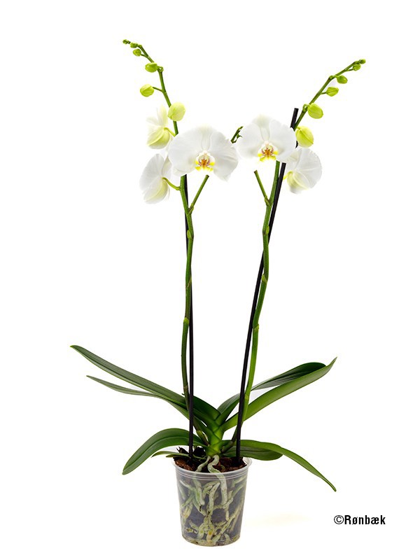 PHALAENOPSIS-HYBRID 'Nottingham', D 12 cm
