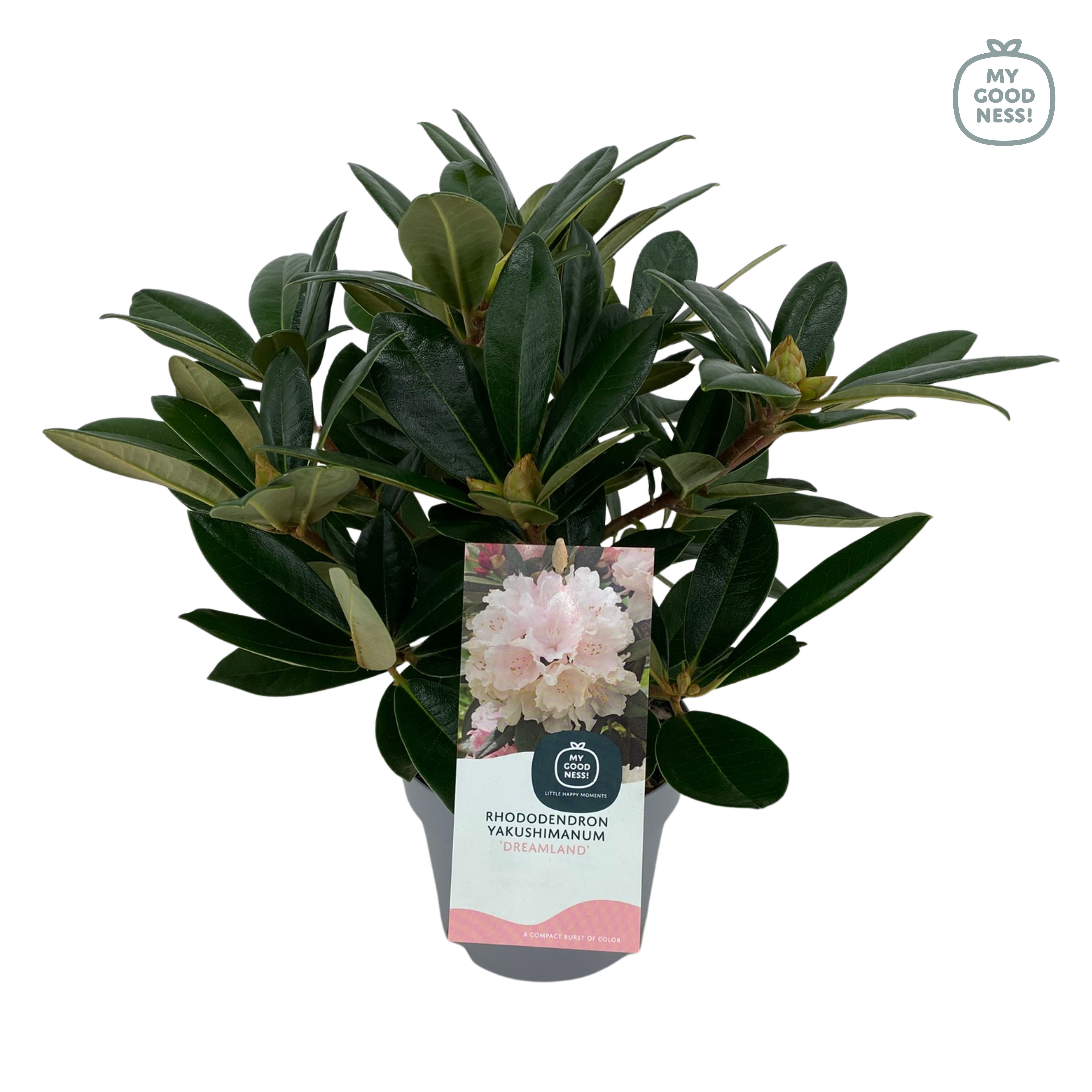 Rhododendron Yakushimanum 15-20 /1.5 liter 'Dreamland', D 15 cm