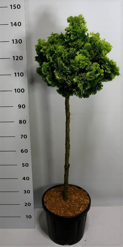 Chamaecyparis o. 'Aurora', D 38