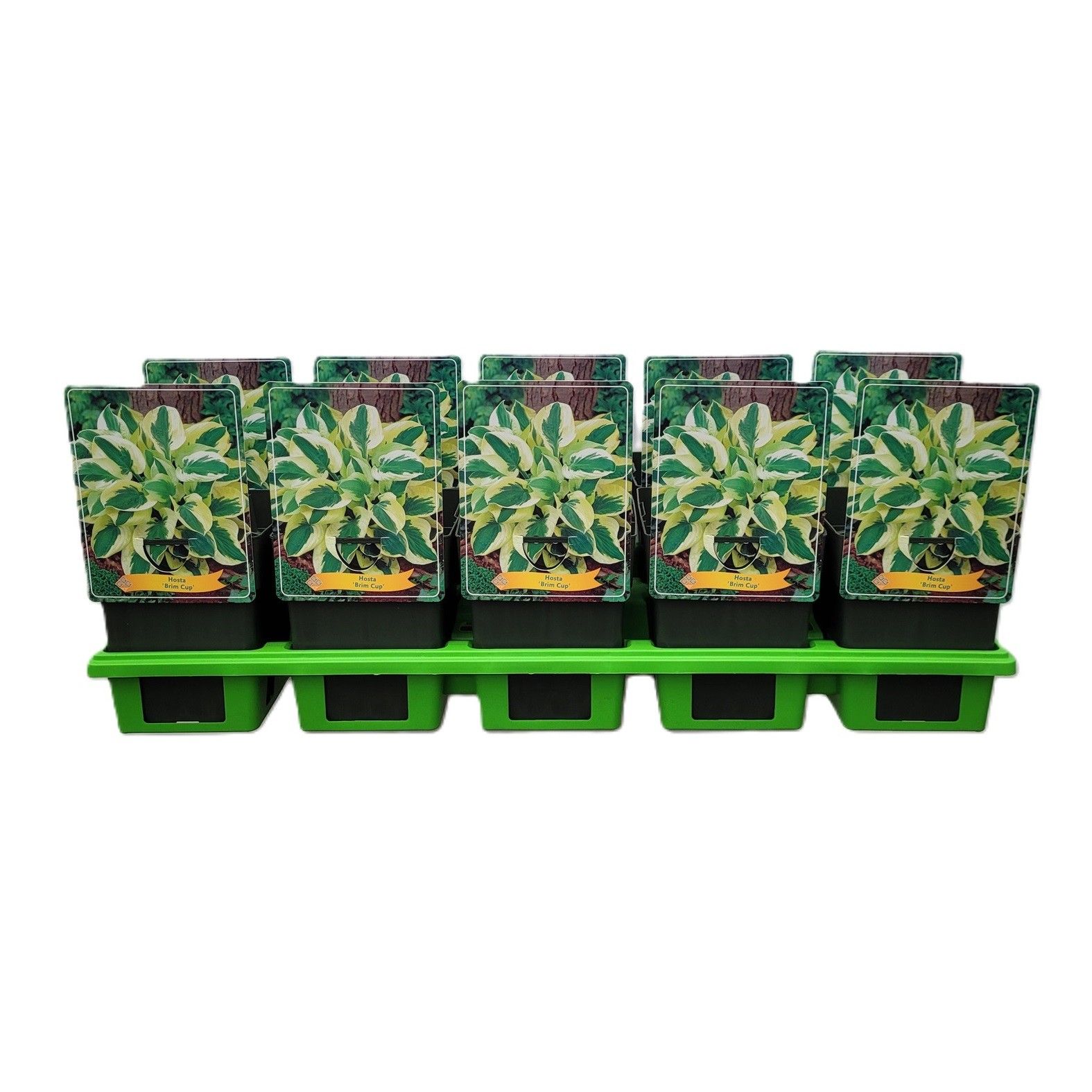 Hosta 'Brim Cup' P11, D 11 cm Hosta 'Brim Cup' P11, D 11 cm
